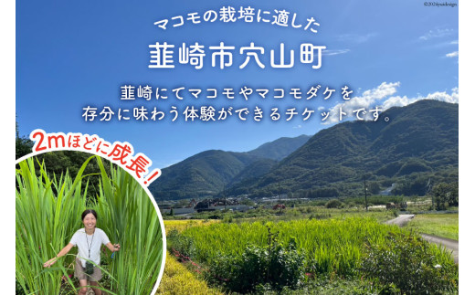 マコモ体験チケット（6,000円分）田植え 収穫 マコモ料理 手仕事体験 [マコモ農園さんさん 山梨県 韮崎市 20742713] 体験 子ども 子供 まこも 真菰 マコモ 真菰茶 まこも茶 マコモ茶 マコモダケ 体験型
