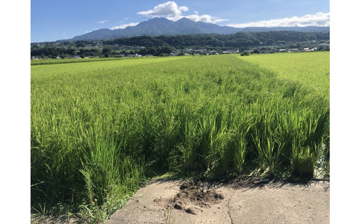 米 令和8年 ゆうだい21 白米 お米 5kg×2袋 計10kg [穂足農園 山梨県 韮崎市 20745226] お米 ご飯 ごはん こめ コメ 美味しい 10キロ