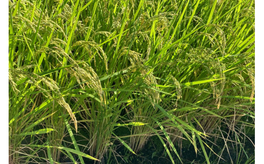 【定期便】【3回 米 定期便 】 梨北米 コシヒカリ 5kg×3回 総計15kg [梨北農業協同組合 山梨県 韮崎市 20742739] こしひかり お米 おこめ こめ コメ 精米 15キロ ご飯 ごはん 白米 国産 JA梨北