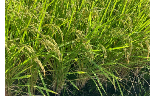 【定期便】【6回 米 定期便 】 梨北米 コシヒカリ 5kg×6回 総計30kg [梨北農業協同組合 山梨県 韮崎市 20742740] こしひかり お米 おこめ こめ コメ 精米 30キロ ご飯 ごはん 白米 国産 JA梨北