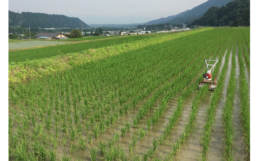 米 令和8年 つぶら野米 コシヒカリ 白米 3kg×2袋 計6kg [つぶら野米 山梨県 韮崎市 20743371] こめ コメ お米 精米 こしひかり