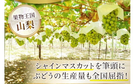 シャインマスカット 先行受付 予約 1房 600 ～ 700g 【2027年発送】 [斎庵 山梨県 韮崎市 20745279] ぶどう シャイン マスカット 山梨 フルーツ 果物 くだもの 種無し 山梨県産 期間限定 季節限定 冷蔵