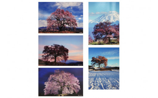 【わに塚の桜 四季】vol.4 絵葉書セット12枚組み フルカラー [スーパークラフト 山梨県 韮崎市 20741893] 