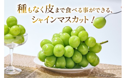 シャインマスカット 先行受付 予約 1房 600 ～ 700g 【2027年発送】 [斎庵 山梨県 韮崎市 20745279] ぶどう シャイン マスカット 山梨 フルーツ 果物 くだもの 種無し 山梨県産 期間限定 季節限定 冷蔵