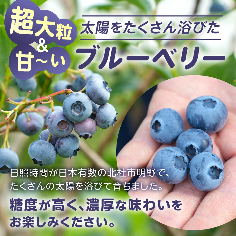 【2027年先行予約】【超大粒】山梨県産（明野産）生果 ブルーベリー500g　生果 ブルーベリー500g　無農薬 新鮮 フルーツ くだもの 生果実 ベリー 北杜市産 期間限定 数量限定