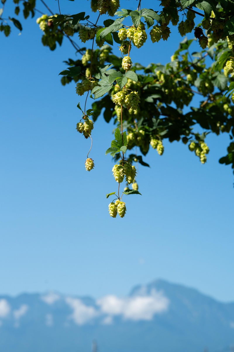八ヶ岳・北杜市産ホップ使用 LULLAHOPS ピローミスト　100ml×1本 ボタニカル ホップ 天然 ハーブ 枕 シーツ アロマ おやすみ前 空間