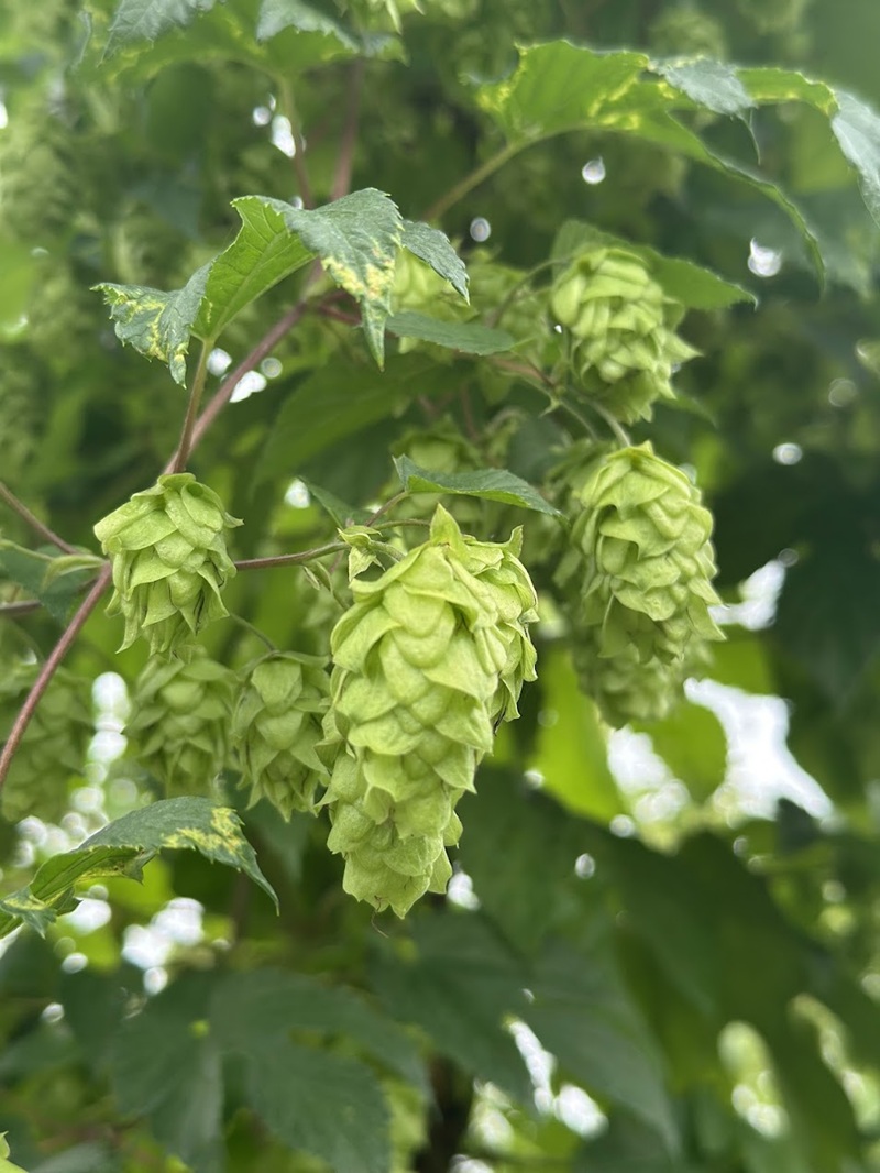 八ヶ岳・北杜市産ホップ使用 LULLAHOPS ピローミスト　100ml×1本 ボタニカル ホップ 天然 ハーブ 枕 シーツ アロマ おやすみ前 空間