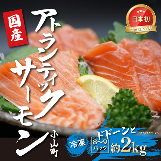 日本初 完全陸上養殖 静岡県小山町産 アトランティックサーモン 冷凍  8～9P 約2kg | サーモン 刺身 海鮮丼 小分け 真空パック 鮭 養殖 国産 静岡県 小山町