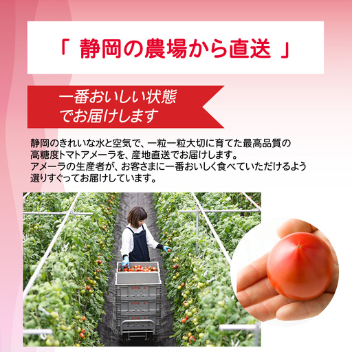 【先行予約】アメーラトマト 2026年12月発送