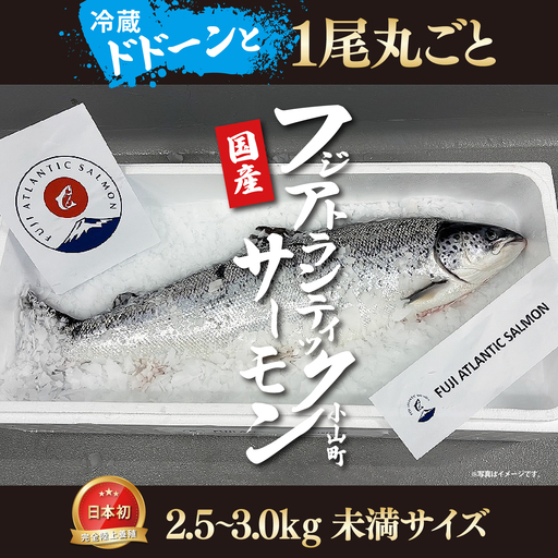 日本初 完全陸上養殖 静岡県小山町産 フジアトランティックサーモン 冷蔵 1尾 丸ごと（ 2.5 ～ 3.0kg未満サイズ ） | サーモン 一尾 一匹 アトランティックサーモン 刺身 海鮮丼 鮭 養殖 国産 静岡県 小山町