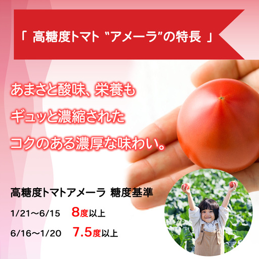 【先行予約】アメーラトマト 2026年12月発送