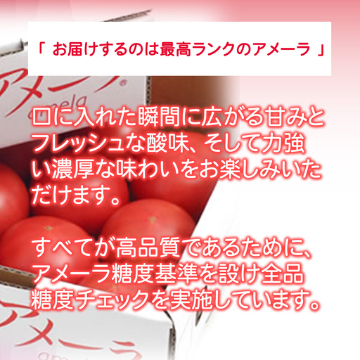 【先行予約】アメーラトマト 2026年12月発送
