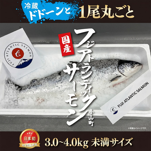 日本初 完全陸上養殖 静岡県小山町産 フジアトランティックサーモン 冷蔵 1尾 丸ごと（ 3.0～4.0kg未満サイズ ） | サーモン 一尾 一匹 アトランティックサーモン 刺身 海鮮丼 鮭 養殖 国産 静岡県 小山町