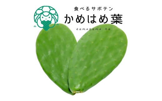 あなたのカメに、自然のごちそうを。食べるサボテン「かめはめ葉」（3kg）