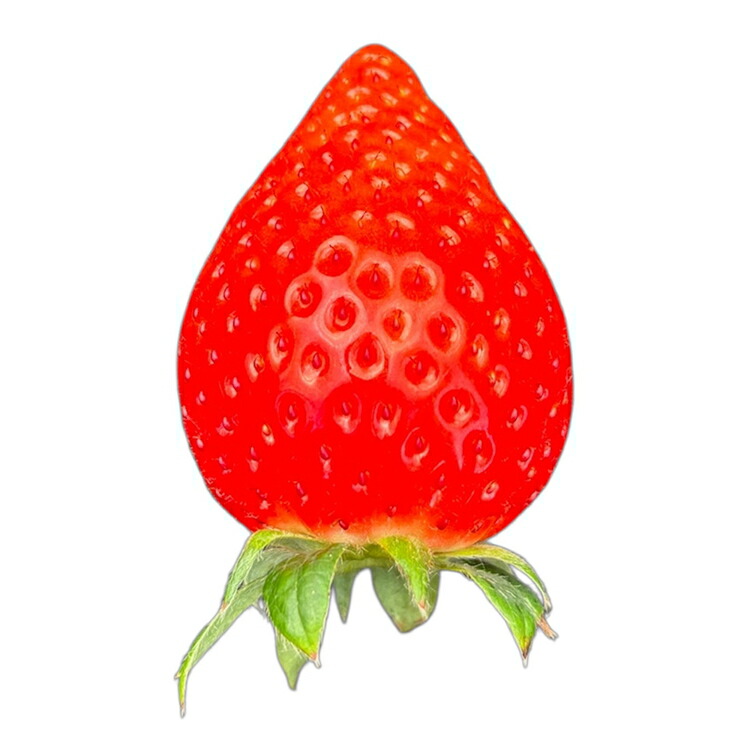 【先行予約】MIYA FARM いちご（品種：かおりの）12粒入り×2パック 合計 24粒 ※北海道・沖縄・離島への配送不可 ※2026年12月中旬?2027年5月下旬頃に順次発送予定