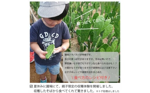 メキシコ生まれ春日井育ちの健康野菜 食べるサボテン 春日井ノパル 300グラム×2パック ※2026年4月上旬?12月上旬頃に順次発送予定