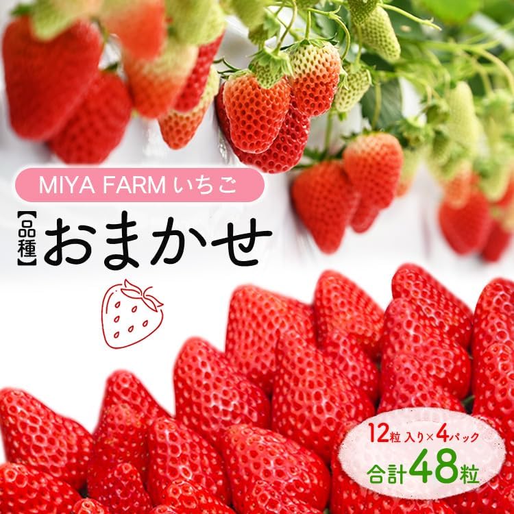 【先行予約】MIYA FARM いちご（品種：おまかせ）12粒入り×4パック 合計 48粒 ※北海道・沖縄・離島への配送不可 ※2027年1月中旬?5月下旬頃に順次発送予定