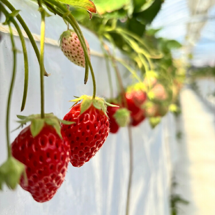 【先行予約】MIYA FARM いちご（品種：かおりの）12粒入り×4パック 合計 48粒 ※北海道・沖縄・離島への配送不可 ※2026年12月中旬?2027年5月下旬頃に順次発送予定