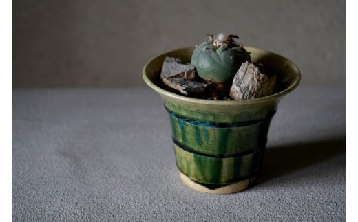 多治見市×春日井市コラボ 【美濃焼】 陶芸家「鈴木徹」植木鉢 S × 【日本有数のサボテン産地】 春日井市の名店 後藤サボテン 