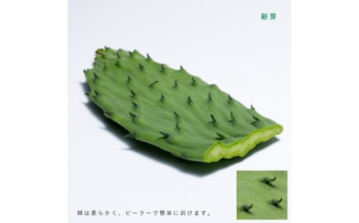 【期間限定】食べるサボテン 太陽の葉 フレッシュリーフ(新芽限定・お試し500g)