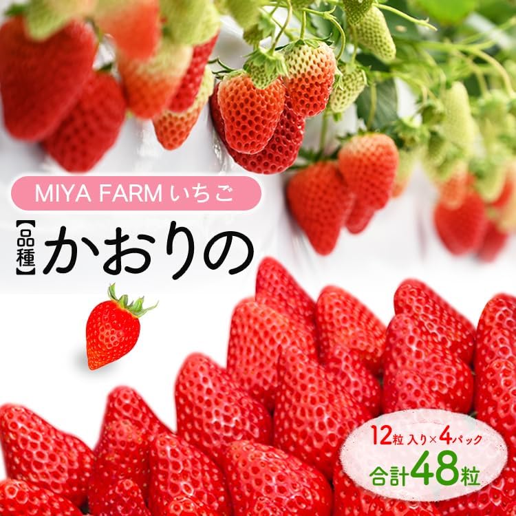 【先行予約】MIYA FARM いちご（品種：かおりの）12粒入り×4パック 合計 48粒 ※北海道・沖縄・離島への配送不可 ※2026年12月中旬?2027年5月下旬頃に順次発送予定