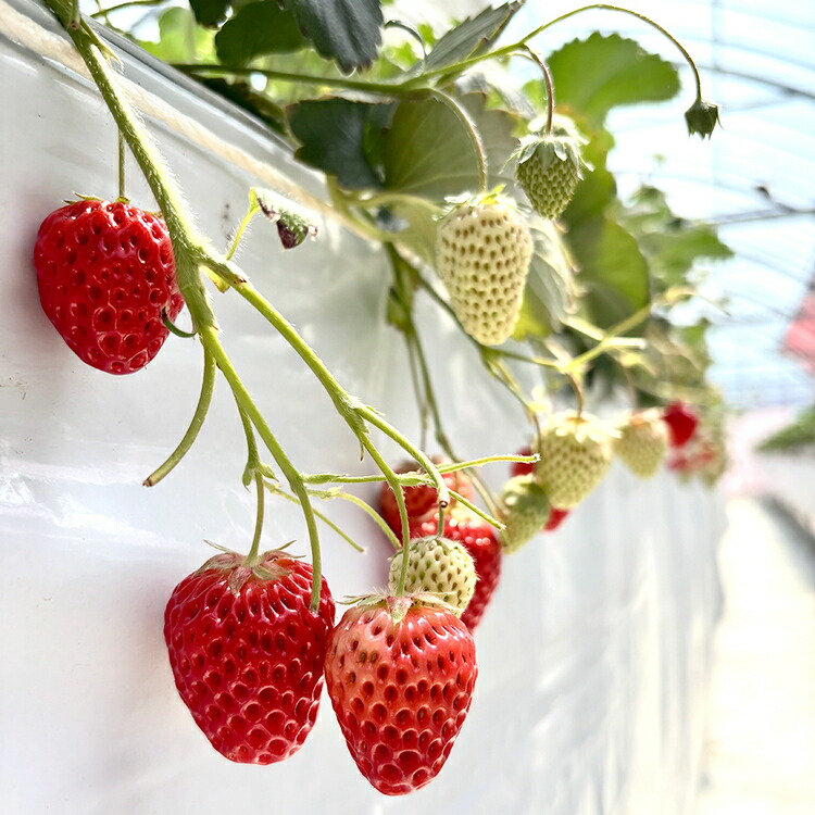 【先行予約】MIYA FARM いちご（品種：べにほっぺ）12粒入り×4パック 合計 48粒 ※北海道・沖縄・離島への配送不可 ※2027年1月中旬?5月下旬頃に順次発送予定