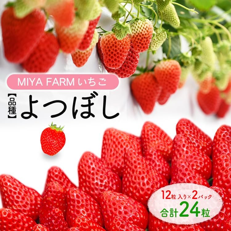 【先行予約】MIYA FARM いちご（品種：よつぼし）12粒入り×2パック 合計 24粒 ※北海道・沖縄・離島への配送不可 ※2027年1月中旬?5月下旬頃に順次発送予定