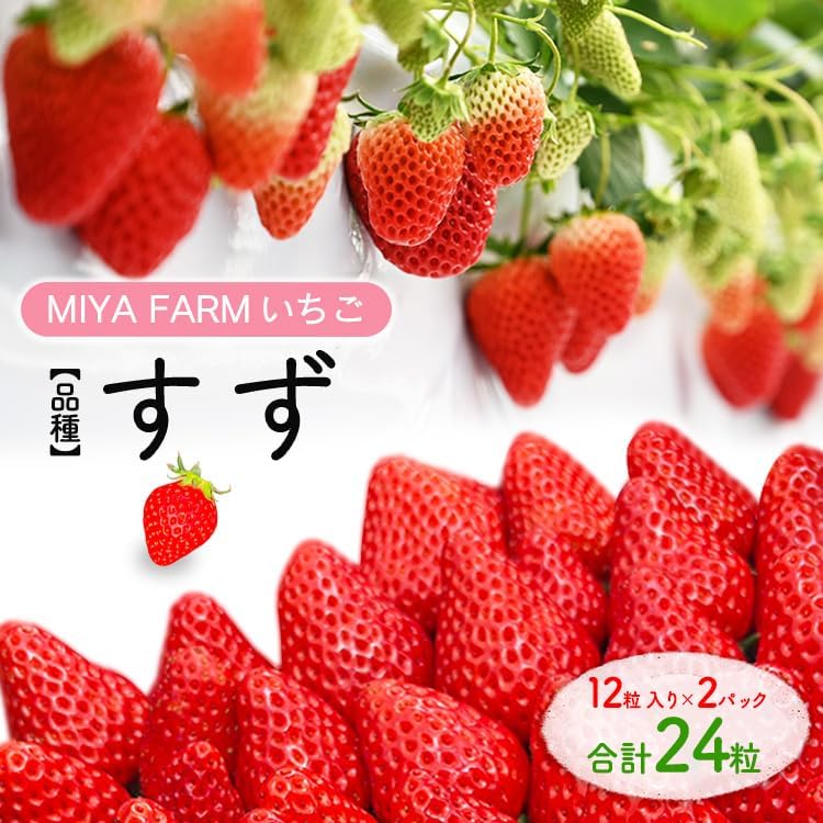 【先行予約】MIYA FARM いちご（品種：すず）12粒入り×2パック 合計 24粒 ※北海道・沖縄・離島への配送不可 ※2027年1月中旬?5月下旬頃に順次発送予定