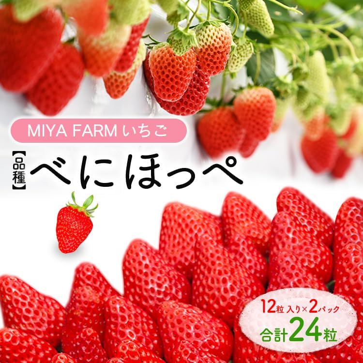 【先行予約】MIYA FARM いちご（品種：べにほっぺ）12粒入り×2パック 合計 24粒 ※北海道・沖縄・離島への配送不可 ※2027年1月中旬?5月下旬頃に順次発送予定