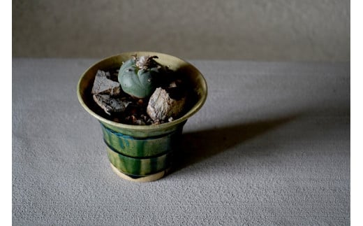 多治見市×春日井市コラボ 【美濃焼】 陶芸家「鈴木徹」植木鉢 S × 【日本有数のサボテン産地】 春日井市の名店 後藤サボテン 