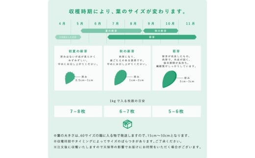 【期間限定】食べるサボテン 太陽の葉 フレッシュリーフ(新芽限定・お試し500g)