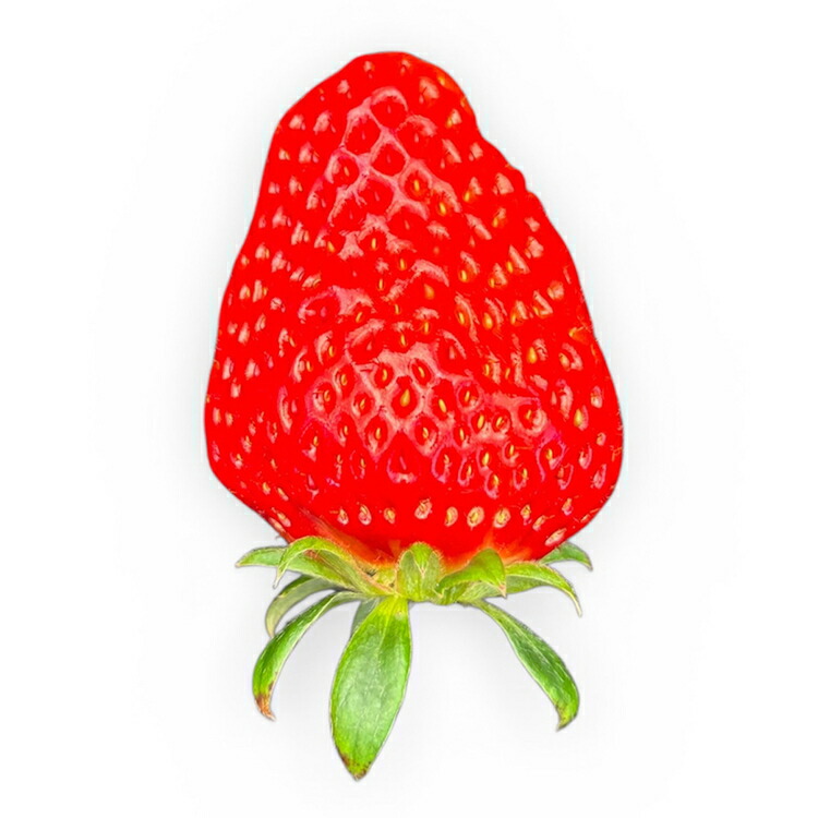 【先行予約】MIYA FARM いちご（品種：べにほっぺ）12粒入り×2パック 合計 24粒 ※北海道・沖縄・離島への配送不可 ※2027年1月中旬?5月下旬頃に順次発送予定