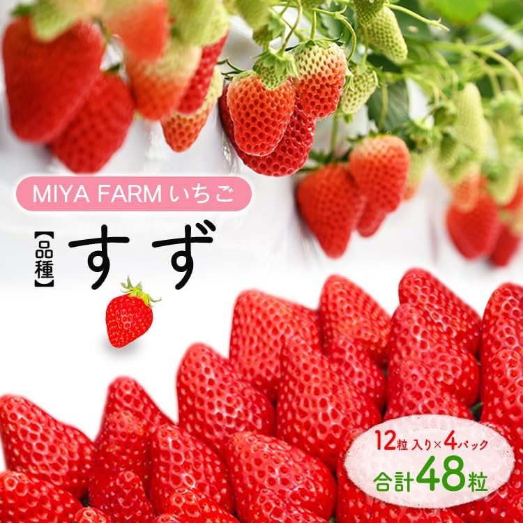 【先行予約】MIYA FARM いちご（品種：すず）12粒入り×4パック 合計 48粒 ※北海道・沖縄・離島への配送不可 ※2027年1月中旬?5月下旬頃に順次発送予定