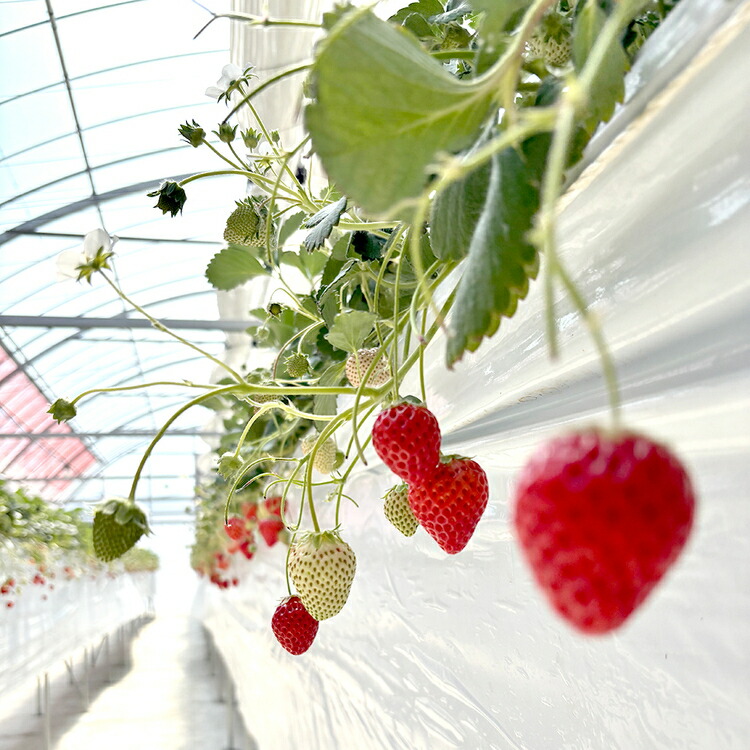 【先行予約】MIYA FARM いちご（品種：よつぼし）12粒入り×4パック 合計 48粒 ※北海道・沖縄・離島への配送不可 ※2027年1月中旬?5月下旬頃に順次発送予定