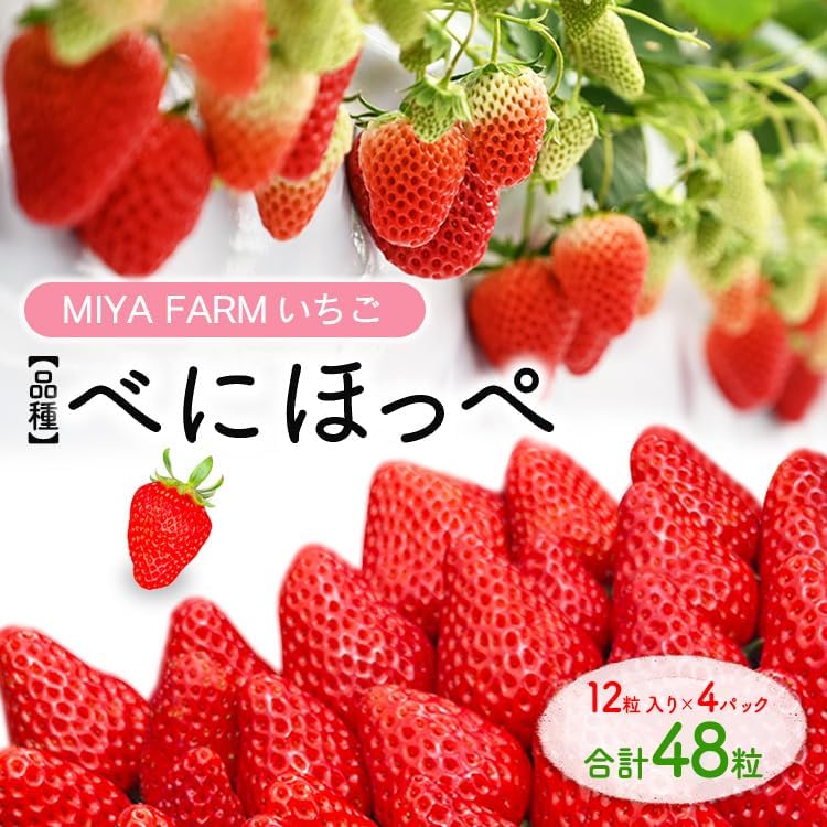 【先行予約】MIYA FARM いちご（品種：べにほっぺ）12粒入り×4パック 合計 48粒 ※北海道・沖縄・離島への配送不可 ※2027年1月中旬?5月下旬頃に順次発送予定
