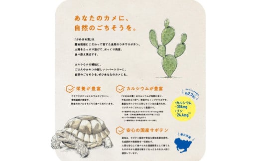 あなたのカメに、自然のごちそうを。食べるサボテン「かめはめ葉」（1kg）