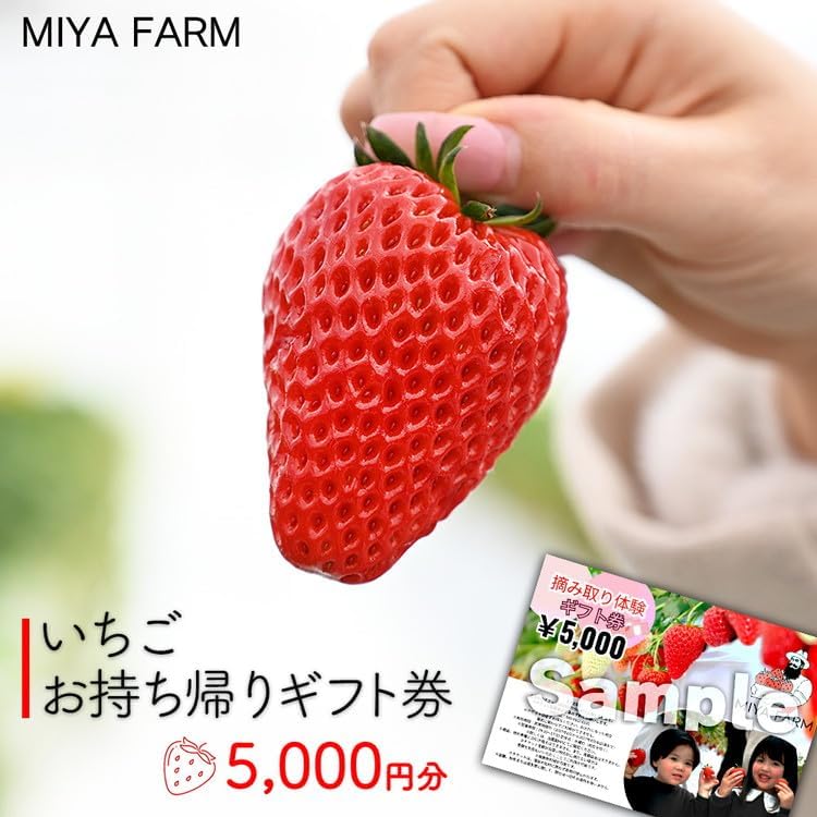 【先行受付】MIYA FARM いちごお持ち帰りギフト券 5,000円分 ※2026年12月?発送