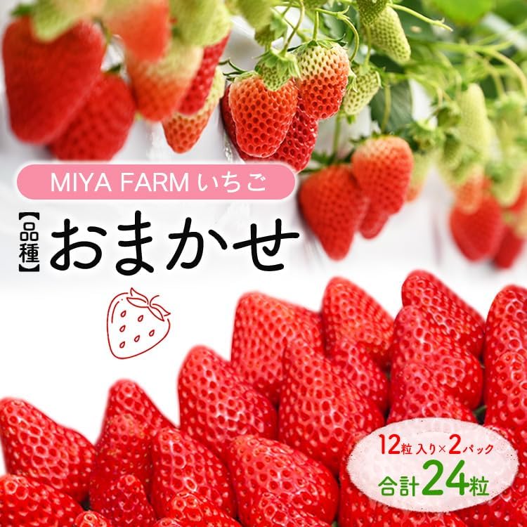 【先行予約】MIYA FARM いちご（品種：おまかせ）12粒入り×2パック 合計 24粒 ※北海道・沖縄・離島への配送不可 ※2027年1月中旬?5月下旬頃に順次発送予定