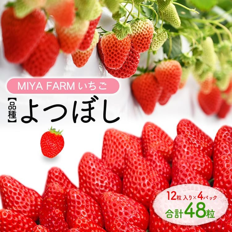 【先行予約】MIYA FARM いちご（品種：よつぼし）12粒入り×4パック 合計 48粒 ※北海道・沖縄・離島への配送不可 ※2027年1月中旬?5月下旬頃に順次発送予定