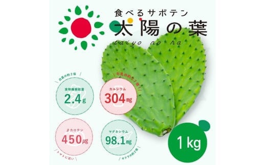 食べるサボテン 太陽の葉 フレッシュリーフ食用サボテン（１kg）