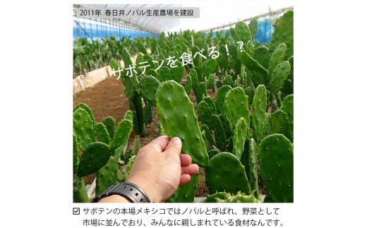 メキシコ生まれ春日井育ちの健康野菜 食べるサボテン 春日井ノパル 300グラム×2パック ※2026年4月上旬?12月上旬頃に順次発送予定