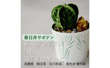 多治見市×春日井市コラボ 【美濃焼】 陶芸家「北川和喜」 重色目 植木鉢 × 【日本有数のサボテン産地】春日井市の名店 後藤サボテン 