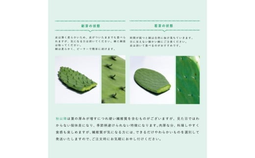 【期間限定】食べるサボテン 太陽の葉 フレッシュリーフ(新芽限定・お試し500g)