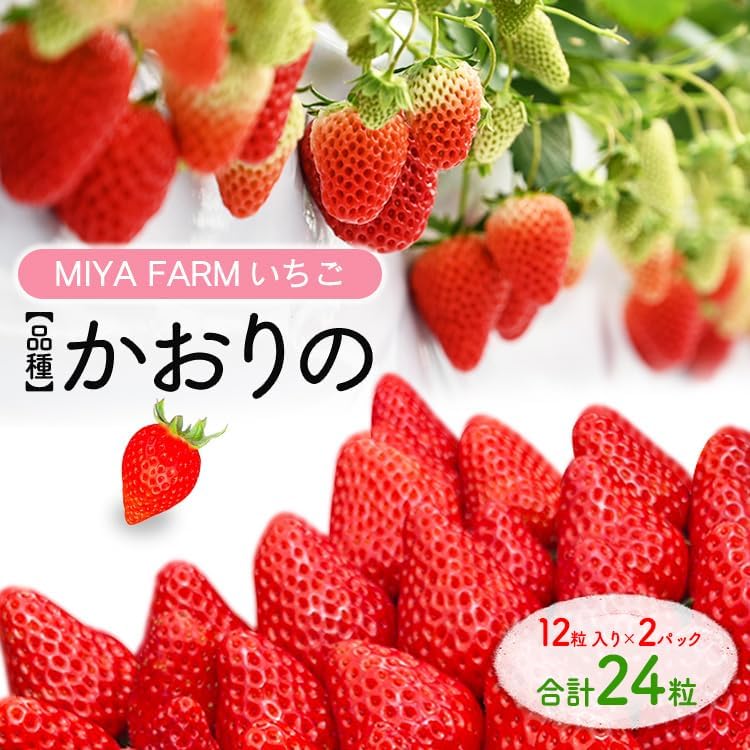 【先行予約】MIYA FARM いちご（品種：かおりの）12粒入り×2パック 合計 24粒 ※北海道・沖縄・離島への配送不可 ※2026年12月中旬?2027年5月下旬頃に順次発送予定