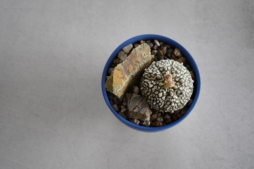 多治見市×春日井市コラボ 【美濃焼】 陶芸家「北川和喜」 碗型植木鉢 S× 【日本有数のサボテン産地】 春日井市の名店 後藤サボテン