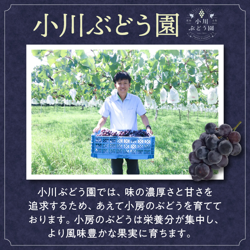 種無し巨峰 約4kg（約10房） 2026年 先行予約 種なしぶどう