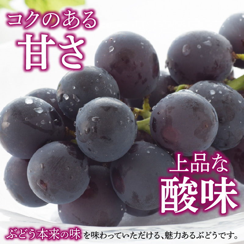 こだわりの種あり巨峰　約2kg 2026年先行予約（2026年発送分）ぶどう