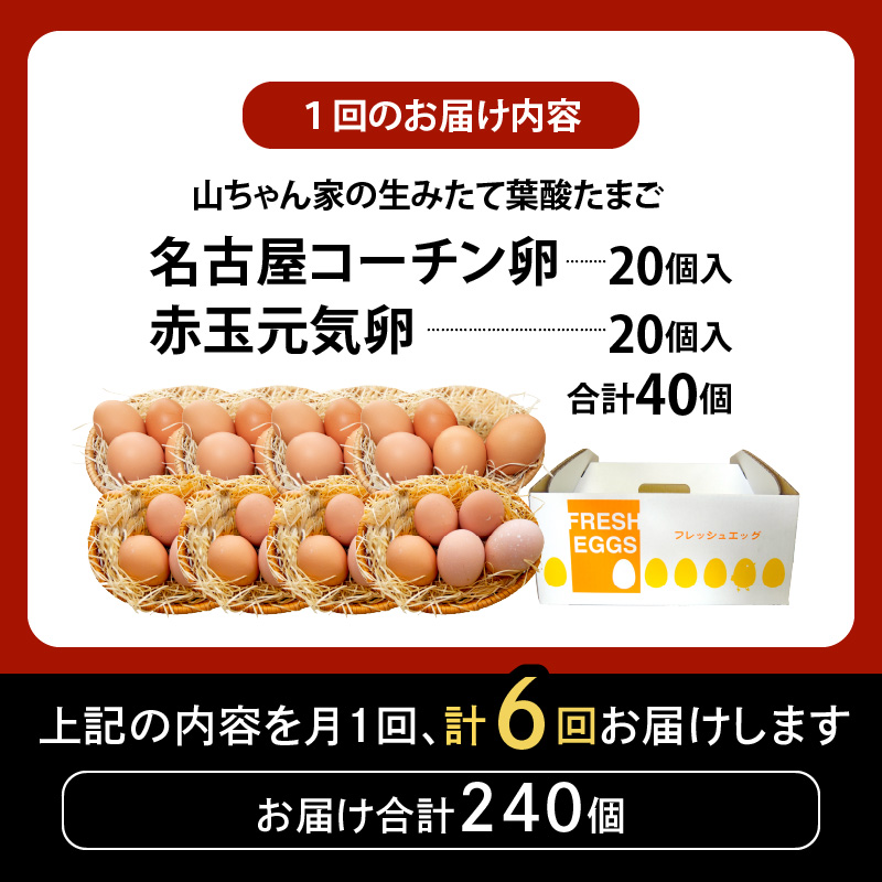 【6ヶ月定期便】【山ちゃん家の生みたて葉酸たまご】名古屋コーチン卵・赤玉元気卵 食べ比べセット（各20個 合計40個入り）