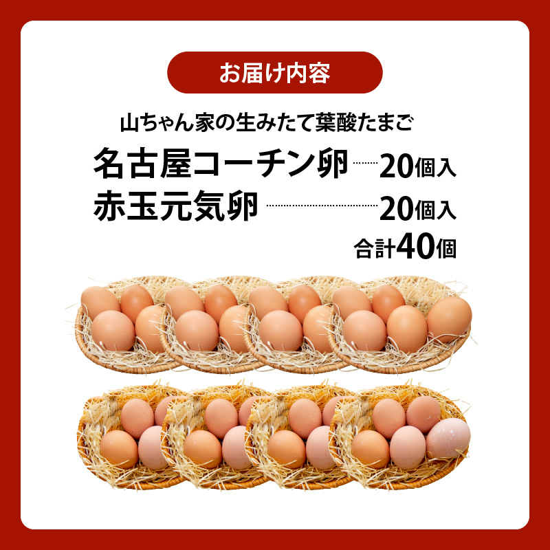 【山ちゃん家の生みたて葉酸たまご】名古屋コーチン卵・赤玉元気卵 食べ比べセット（各20個 合計40個入り）
