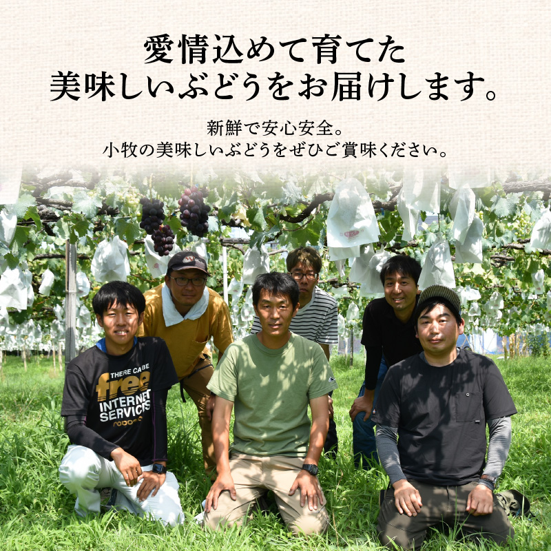 こだわりの種あり巨峰　約2kg 2026年先行予約（2026年発送分）ぶどう